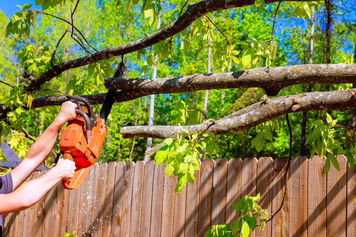 Worker operates chainsaw to fell large tree beside house in countryside setting